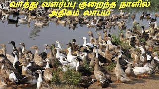 வாத்து வளர்ப்பு குறைந்த நாளில் அதிகம் லாபம் | Duck breeding is more profitable in less day