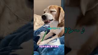 A beagle dog that takes good care of gum.