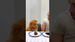 Pet friendly dog part #10 #funny #funnypetsmoments #doglover #pets #petlaughs #dogowner #funnyvideo