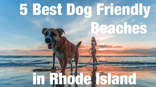Top 5 Best Dog Friendly Beaches In Rhode Island