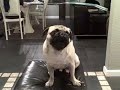 amazing pug talks