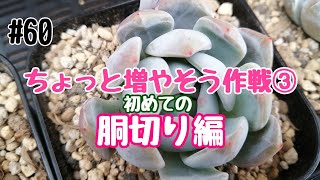 #60【多肉植物】ちょっと増やそう作戦③初めての胴切り編