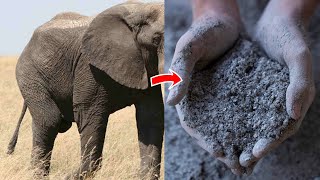 ఏనుగు చర్మం గురించి మీకు తెలియని రహస్యాలు || amazing facts Of elephant skin || thinking about facts