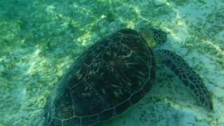 波照間ニシ浜のウミガメ