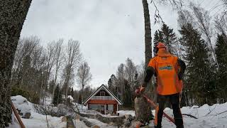 Venkuloita koivunraippoja nurin Stihl 200/Husqvarna 550 Felling birches