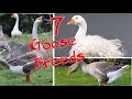 7 Goose Breeds To Consider For Your Farm