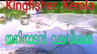 How to cath fish/cast net fishing kerala/തനിനാടൻ  വലവീശൽ