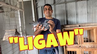 Vlog 148 MAWALA MAN, BABALIK PA DIN | Master Pogi TV #trending #celebrity  #indian #animals