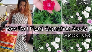 How I Plant Mini Carnation Seeds? (+Media)