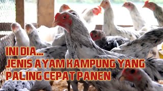 Ini Dia, Jenis Ayam Kampung yang Paling Cepat Panen, Dijamin Kaget Dapat Cuan
