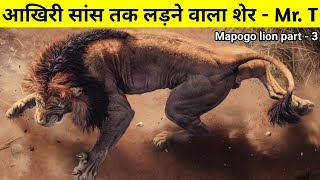 क्या Mr. T कि वजह से ख़त्म हुआ मापोगो गठबंधन || The True Story Of Mapogo Lion || mapogo Lion part 3