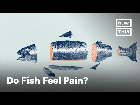 Can a fish feel pain?