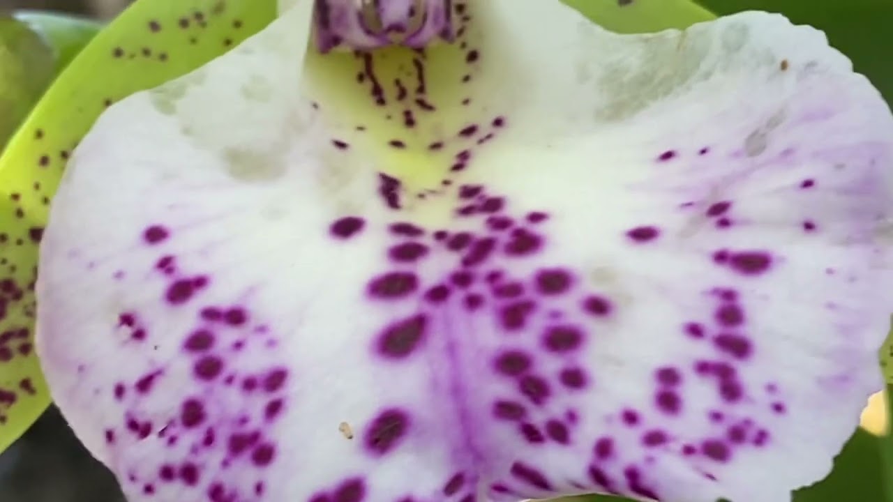 Bc. Hippodamia In Bloom#orchids #blooms - YouTube