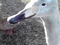 20140222 1千波湖のハクチョウ白鳥スワンswans