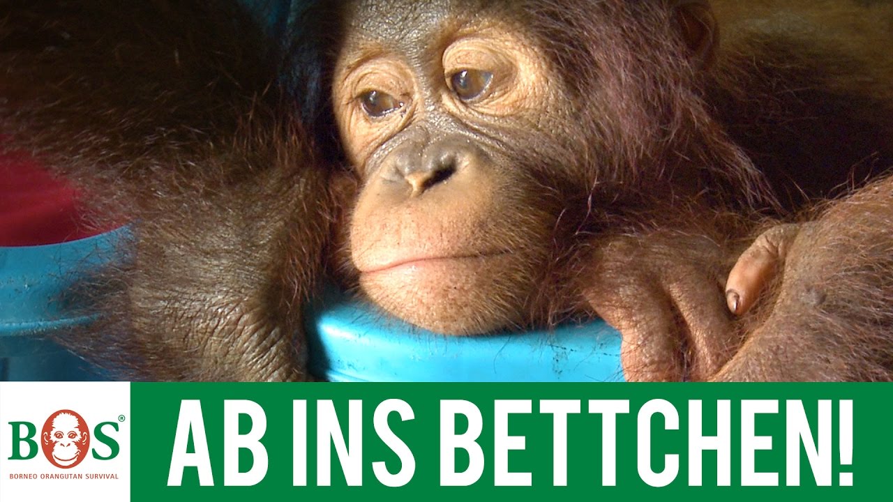 Ab Ins Bettchen! - YouTube