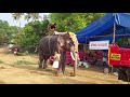 മച്ചാട് കർണ്ണൻ i machad karnnan i ആറാട്ടുപുഴ i kerala elephant i