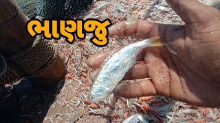 ભાણજુ 🤔 | નીતલી | ભાણજૂ કેવું હોય || #viral  #સમુદ્રીલુટેરા #fishing #boat #virlvideo