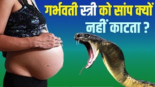 गर्भवती स्त्री को सांप क्यों नहीं काटते? | Why Snakes don't bite Pregnant women?