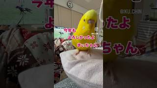 1月にしてすでに今年も良かったと宣言するインコさん#インコおもしろ #お喋りインコ動画 #お喋りインコ #birds #黄色いインコ #癒し #ショート動画 #セキセイインコ