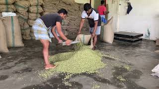 Preparing cardamom pods for Auction in Puttady