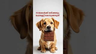 നായകള്‍ക്ക് ചോക്ലേറ്റ് കൊടുക്കരുത് | Dogs should not be given chocolate