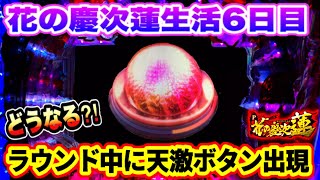 【1週間花の慶次蓮生活6日目】花の慶次パチンコ P花の慶次蓮 1週間蓮打ち続けたらどんだけ勝てる？ ラウンド中に天激ボタン出現！ どうなる⁈ キセル・傾奇御免状日数金 パチンコ実践【ニューギン 】