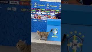 Cat Gets Thrown Out After Crashing Brazil's World Cup Press Conference #shorts