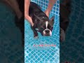 【水遊び~2024夏~】 ボストンテリア チワワ ボスチワ 犬掻き 水遊び プール 夏の思い出 chihuahua bostonterrier dog shorts