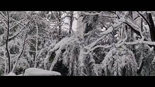 雪落，白茫茫的世界，仿佛是大自然的画笔在天空中挥洒