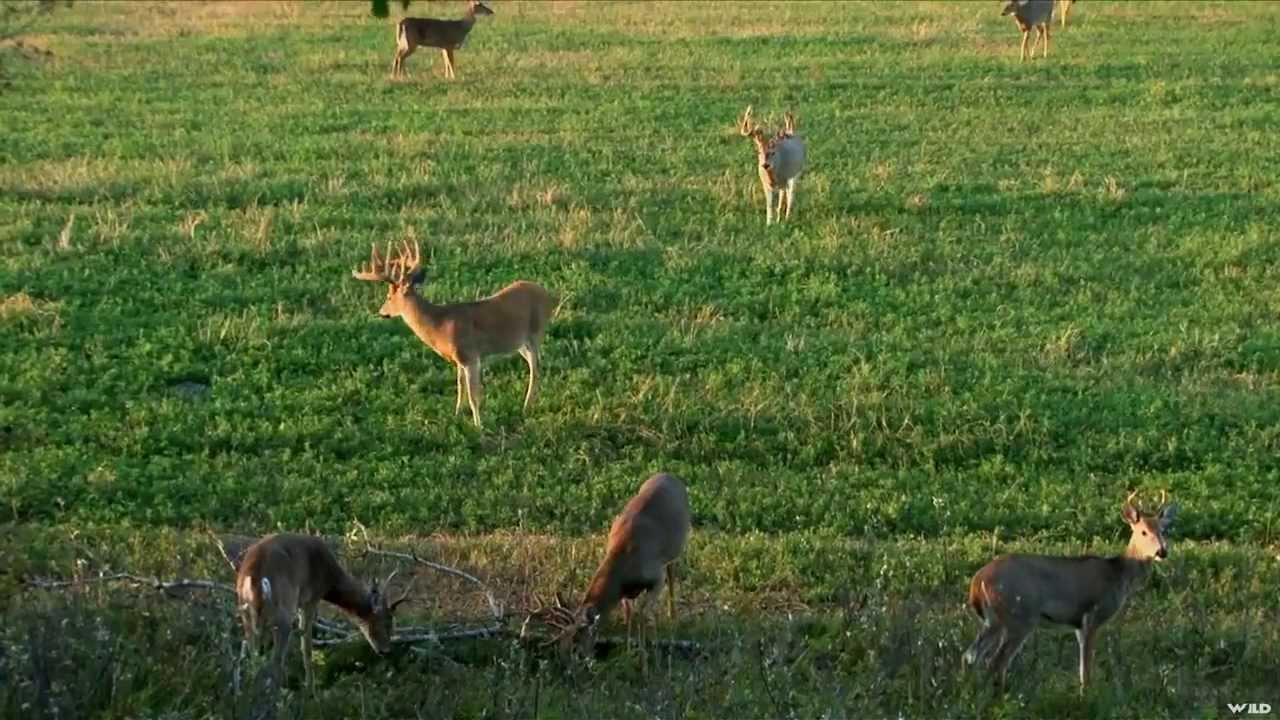 Whitetail Deer Hunting Youtube
