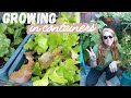 Top Container Garden Questions | Growing On My 84 Sq Ft Balcony | Urban Balcony Garden