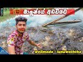 Feeding thousands of carp fishs for 1K subscribers 🇱🇰