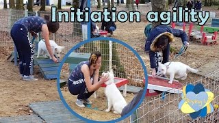 LES BASES DE L'AGILITY ft Lyska ✿ Enjoying Life