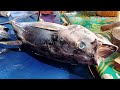 Live  02 Nov 24 ‼️🔥🔥 Fresh Yellowfin Tuna Cutting at the fish market, Sorong, Southwest Papua,