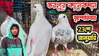 23 শে জানুয়ারি উপলক্ষে🇮🇳মেদে‌ হাটে,রেসার কবুতর | গিরিবাজ কবুতর | মুক্ষি | জাগ হোমার মাদ্রাস কালেকশন