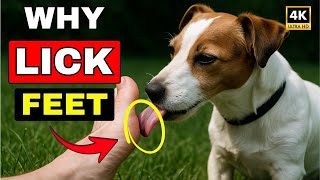 Why Do Dogs Like to Lick Your Feet? The Secret Reason Behind This Habit