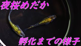 夜桜メダカが孵化するまでの様子