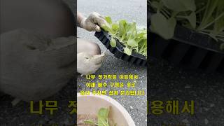 배추, 무 모종은 약해요 모종 판에서 손상 없이 분리하는 방법입니다, 모종 잘 심으세요/Safely separate cabbage seedlings