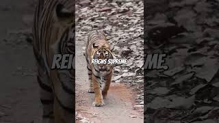 India's WILDEST Secret: Ranthambore National Park #shortsvideo #wildlife