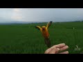 Sunconure & bayan let's fly.... Grow up free flight