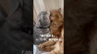 イチャイチャする猫