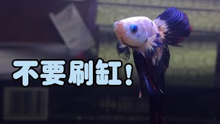 Stop changing water all the time. 不要频繁刷缸换水，鱼要死了也不要折腾水