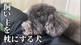 【トイプードル黒】8割が知らないトイプードルのかわいい理由！【日常編】 #ビビでばびでboo