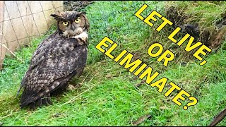 Caught a Great Horned Owl in the Chicken Run. What should I do with/to him.