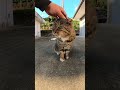 【cat】顔がデカすぎるキジトラ猫ちゃん