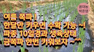 여름 쪽파 ! 파종10일째 생육상태 확인 ~. #쪽파 #여름쪽파 #쪽파심는방법 #여름쪽파파종