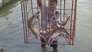 How to catch black Tiger Shrimp? | কিভাবে ধরা হয় বাগদা চিংড়ি ? PRAWN CATCHING VIDEOS