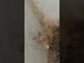 spider vs ant spider web kill predator