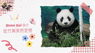 20220730 圓仔吃竹葉特輯，吃到一半小定格超可愛 The Giant Panda Yuan Zai