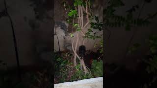 घुस - Greater Bandicoot Rat | Ghuse Animal | Rodent | Big Rat